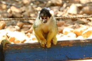 Ein kleiner Affe lebt in einem Zoo in Israel. foto