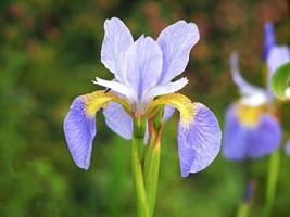 lila und gelbe Iris, die in einem Garten blüht foto