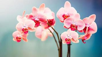 kreativer Blumenorchideenhintergrund, Orchideenblumen foto
