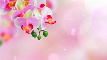 kreativer Blumenorchideenhintergrund, Orchideenblumen foto