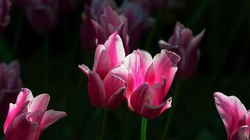 Tulpenblume, kreatives Foto von Tulpenblumen in einem kühlen Hintergrund