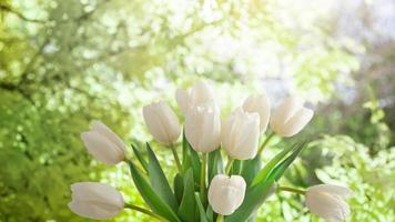 Tulpenblume, kreatives Foto von Tulpenblumen in einem kühlen Hintergrund