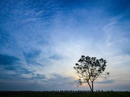 einzelner Baum auf einem Reisfeld im Morgenlicht foto