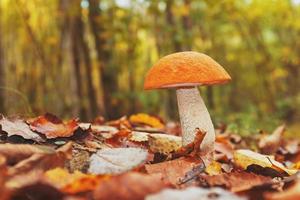 großer pilz mit einem orangefarbenen hut im herbstwald des kaukasus. foto