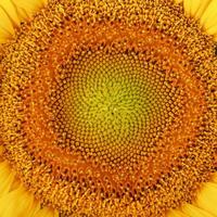 sonnenblume blüht natürlichen hintergrund nahaufnahme. gelbe Textur foto