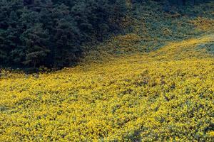 mexikanisches sonnenblumenfeld bei tung bua tong mae hong son, thailand foto