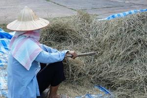 asiatischer Bauer arbeitet im Garten, trägt Hut, blaues Hemd, hält Stock, um Reisstrohhaufen zu treffen, die im Freien trocknen, um Reiskörner nach der Ernte zu erhalten. traditioneller landwirtschaftlicher Lebensstil. biologischer Anbau. foto