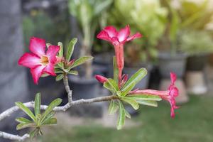 Frische rosafarbene Wüstenrose, Scheinazalee, Pinkbignonia oder Impala-Lilienblumen blühen im Garten auf unscharfem Naturhintergrund. foto