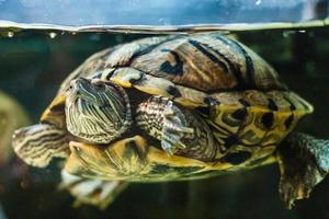 Schließen Sie herauf das Porträt der grünen Schildkröte im Aquariumbehälter foto