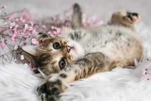 süßes schottisches gerades kätzchen und rosa blumen auf einer weißen decke. foto