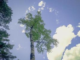 Spitze der Birke gegen den blauen Himmel mit Wolken in hellen Sonnenstrahlen foto