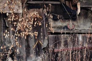 alte verwitterte Holzwandstruktur mit geschlossenem Fenster und Hufeisen trockener brauner wilder Hopfen, der sich anschleicht foto