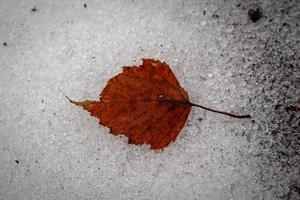 ein Birkenblatt, das auf strukturierter Schneeoberfläche mit sichtbarem Boden liegt foto