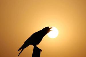 Silhouette eines Raben, der während eines wunderschönen Sonnenuntergangs auf einem Holzbrett thront foto
