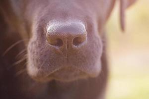 Nahaufnahme der Nase eines Labrador-Retriever-Hundes. Makrofoto der Nase eines Hundes. foto