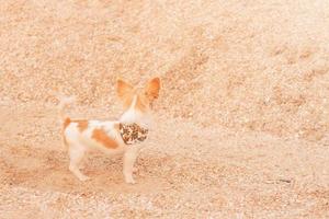 Der Hund hatte einen Hintergrund aus Seesand mit Muscheln. Chihuahua am Strand mit dem Rücken zur Kamera. foto