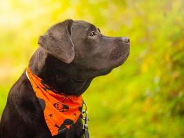 schwarzer Labrador-Retriever-Hund in einem orangefarbenen Bandana. Profil eines jungen Hundes. foto