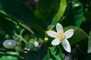 blühende Orangenbäume. Orangenblüte im Frühling, Nahaufnahme, selektive Fokusidee für Hintergrund oder Postkarte foto