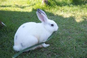 Das weiße Kaninchen frisst auf dem Rasen. foto