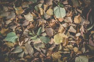 Herbstblätter im Gras. Vinitisierter Hintergrund. foto