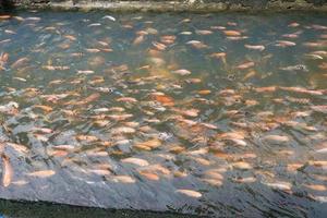 schöne koi-fische im teich im garten, fische unter wasser, karpfenfische foto