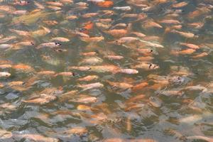 schöne koi-fische im teich im garten, fische unter wasser, karpfenfische foto