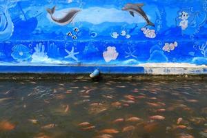 schöne koi-fische im teich im garten foto