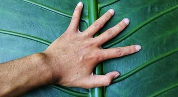 ein Porträt eines riesigen Taro-Blatts mit dem lateinischen Namen alocasia macrorrhizos ist sehr groß, sogar größer als die Hand eines Erwachsenen foto