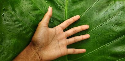 Porträt der Hand eines Erwachsenen vor einem riesigen Taroblatt oder Alocasia macrorrhizos Hintergrund foto