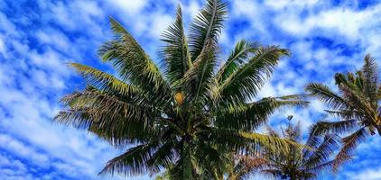 Cocos Nucifera oder Kokospalmen, die in den Reisfeldern wachsen, bilden wunderschöne Muster und Ansichten vor dem Hintergrund des blauen Himmels und der Wolkenfetzen foto