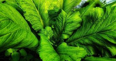 Brassica juncea oder Senfgrün gedeiht in Gemüsegärten, diese Pflanze wird oft als gesunder Salat und Gemüse verwendet foto