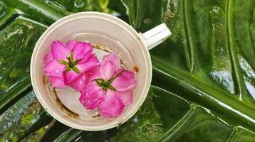 Porträt von Rosa chinensis Blume in einer weißen Tasse mit Alocasia macrorrhizos Blättern im Hintergrund foto