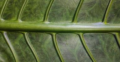 Ein riesiges Taro-Blattmotiv mit dem lateinischen Namen Alocasia macrorrhizos wird häufig für natürliche Hintergründe auf Smartphones verwendet foto