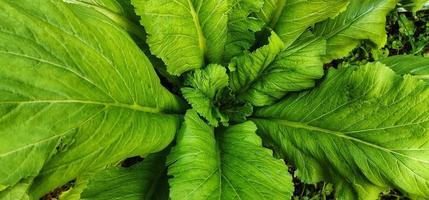 Brassica juncea oder Senfgrün gedeiht in Gemüsegärten, diese Pflanze wird oft als gesunder Salat und Gemüse verwendet foto