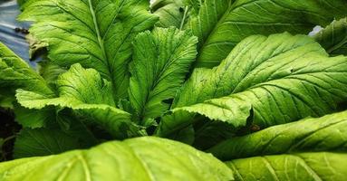 nahaufnahme von brassica juncea oder senfkraut gedeiht in gemüsegärten, diese pflanze wird oft als gesunder salat und gemüse verwendet foto