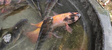 Auswahl an roten Tilapia-Fischen oder Oreochromis niloticus für die Zucht in Teichen. foto
