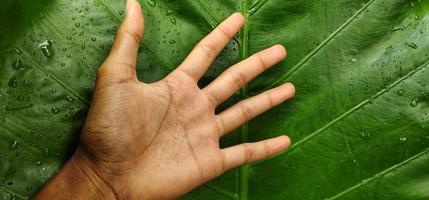 Porträt der Hand eines Erwachsenen vor einem riesigen Taroblatt oder Alocasia macrorrhizos Hintergrund foto