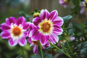 Dahlien, die im Herbstgarten blühen, lebhafte, auffällige lila Blüten in der Nähe foto