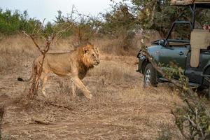 Verwundeter männlicher Löwe im Krüger Park Südafrika mit einem Safari-Jeep foto