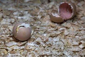 gerade geöffnetes neugeborenes ei huhn foto