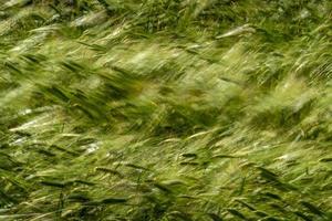 grünes weizenspitzenfeld, das vom wind bewegt wird foto