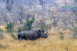 Nashörner im Krüger Park Südafrika foto