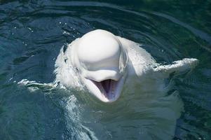 Ein isolierter weißer Delfin Beluga, der Sie im tiefblauen Meer ansieht foto