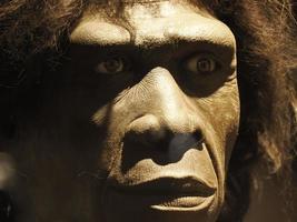Homo erectus Schädel des menschlichen Kopfes foto
