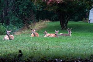 Weißwedelhirsche in der Nähe der Häuser in der Landschaft des New York State County foto