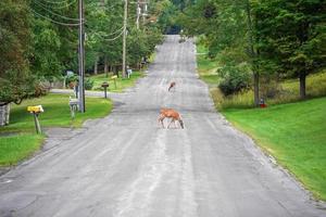 Weißwedelhirsche auf der Straße in der Nähe der Häuser in der Landschaft des New York State County foto