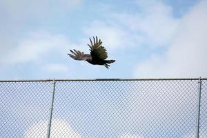 Bussardgeiervogel auf Zaun foto