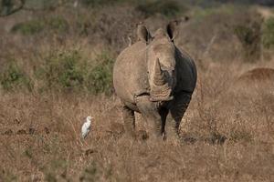 Nashorn im Krüger Park Südafrika foto