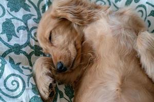 Welpe Hund Cocker Spaniel entspannt und schläft auf einem Sofa foto