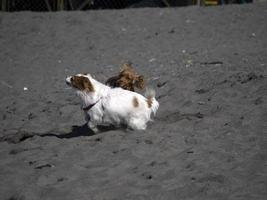 glücklicher hund cockerspaniel, der am strand spielt foto